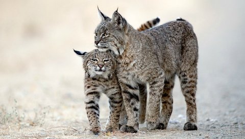 Обои рысь, хищник, животное, две рыси, lynx, predator, animal, two lynx разрешение 3000x2000 Загрузить