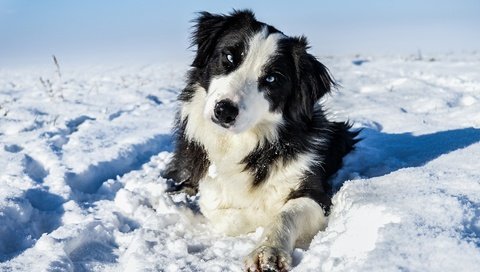 Обои снег, зима, мордочка, взгляд, собака, пес, бордер-колли, snow, winter, muzzle, look, dog, the border collie разрешение 2880x1732 Загрузить