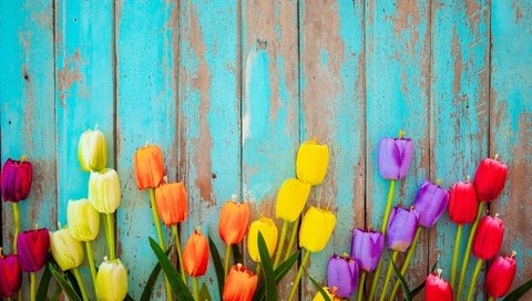 Обои доски, тюльпаны, board, tulips разрешение 6240x4160 Загрузить