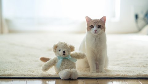 Обои кот, benjamin torode, ханна, плюшевая игрушка, cat, hannah, plush toy разрешение 2048x1365 Загрузить