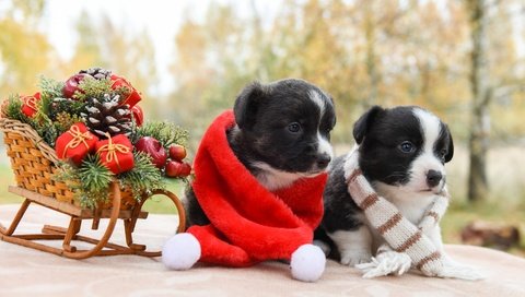 Обои новый год, щенки, рождество, санки, собаки, шарфик, вельш-корги, корги, new year, puppies, christmas, sled, dogs, scarf, welsh corgi, corgi разрешение 2000x1334 Загрузить
