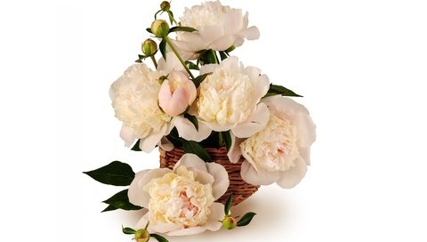 Обои цветы, корзинка, пионы, flowers, basket, peonies разрешение 3000x2000 Загрузить