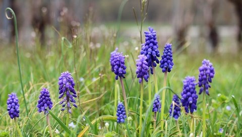 Обои цветы, весна, мускари, мышиный гиацинт, flowers, spring, muscari, hyacinth mouse разрешение 5184x3456 Загрузить