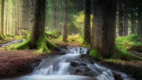 Обои деревья, лес, ручей, мох, trees, forest, stream, moss разрешение 2500x1563 Загрузить