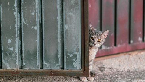 Обои кошка, забор, ворота, cat, the fence, gate разрешение 2026x1254 Загрузить