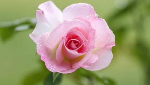 Обои макро, капли, роза, лепестки, бутон, розовая, macro, drops, rose, petals, bud, pink разрешение 4500x3000 Загрузить