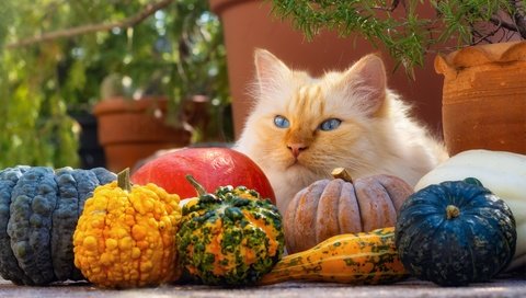 Обои морда, урожай, поза, голубые глаза, кот, рыжий, ветки, тыквы, кошка, взгляд, вазоны, осень, горшки, лежит, lies, face, harvest, pose, blue eyes, cat, red, branches, pumpkin, look, vases, autumn, pots разрешение 6000x4000 Загрузить