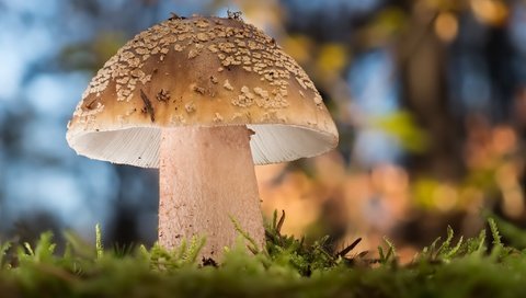 Обои природа, гриб, nature, mushroom разрешение 2048x1300 Загрузить