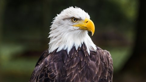 Обои природа, орел, птица, клюв, перья, белоголовый орлан, хищная птица, nature, eagle, bird, beak, feathers, bald eagle, bird of prey разрешение 3840x2160 Загрузить