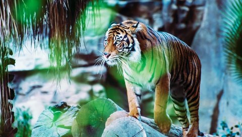 Обои тигр, боке, камни, размытый фон, поза, взгляд, блики, бревна, зоопарк, стоит, tiger, bokeh, stones, blurred background, pose, look, glare, logs, zoo, is разрешение 3840x2160 Загрузить