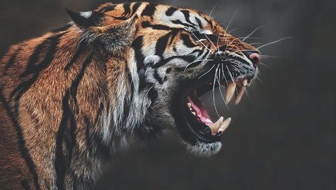 Обои тигр, морда, клыки, профиль, темный фон, пасть, рык, агрессия, tiger, face, fangs, profile, the dark background, mouth, roar, aggression разрешение 2000x1335 Загрузить