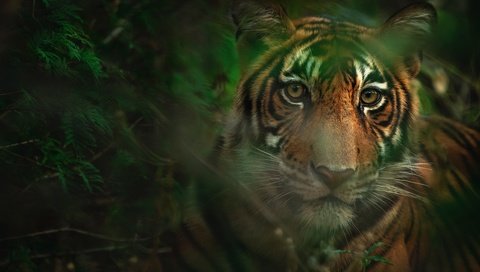 Обои тигр, морда, листья, взгляд, боке, tiger, face, leaves, look, bokeh разрешение 4636x3091 Загрузить
