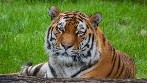 Обои тигр, морда, трава, портрет, взгляд, бревно, tiger, face, grass, portrait, look, log разрешение 3840x2427 Загрузить