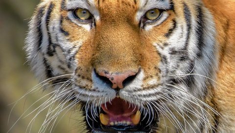 Обои тигр, морда, взгляд, крупный план, дикая кошка, tiger, face, look, close-up, wild cat разрешение 2048x1280 Загрузить