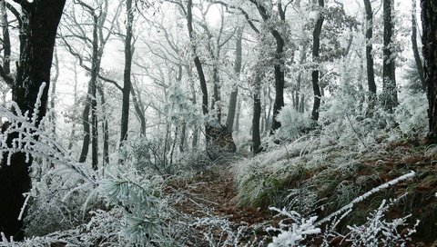 Обои трава, деревья, снег, природа, лес, зима, тропа, grass, trees, snow, nature, forest, winter, trail разрешение 1920x1200 Загрузить