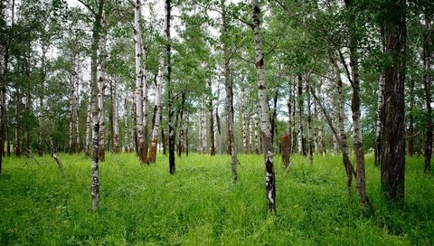 Обои трава, деревья, лес, стволы, березы, rskura, grass, trees, forest, trunks, birch разрешение 3072x1728 Загрузить