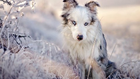 Обои трава, австралийская овчарка, снег, аусси, природа, зима, иней, взгляд, собака, голубые глаза, grass, australian shepherd, snow, aussie, nature, winter, frost, look, dog, blue eyes разрешение 2048x1375 Загрузить