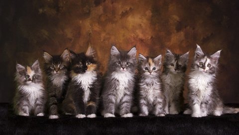 Обои взгляд, котенок, кошки, малыши, котята, друзья, мордочки, мейн-кун, look, kitty, cats, kids, kittens, friends, faces, maine coon разрешение 2000x1600 Загрузить