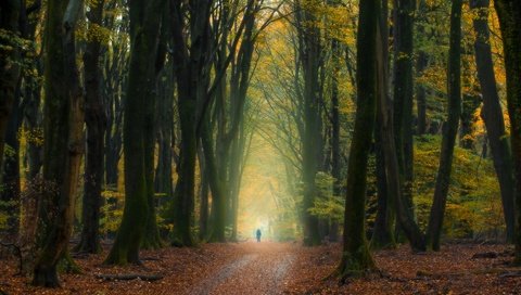 Обои деревья, лес, осень, человек, нидерланды, опавшие листья, trees, forest, autumn, people, netherlands, fallen leaves разрешение 5568x3335 Загрузить