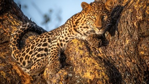 Обои дерево, взгляд, леопард, tree, look, leopard разрешение 3000x2000 Загрузить