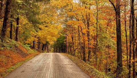 Обои дорога, деревья, лес, осень, сша, штат виргиния, road, trees, forest, autumn, usa, virginia разрешение 2048x1295 Загрузить