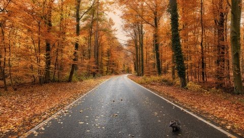 Обои дорога, лес, осень, ежик, шоссе, road, forest, autumn, hedgehog, highway разрешение 3840x2160 Загрузить