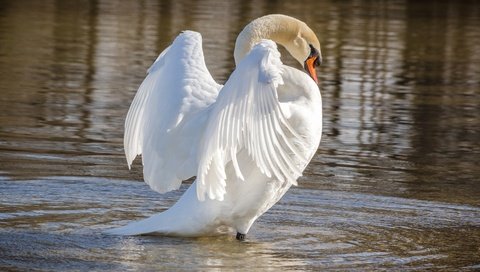 Обои крылья, белый, водоем, птица, лебедь, wings, white, pond, bird, swan разрешение 5958x3535 Загрузить
