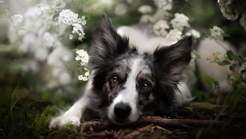 Обои морда, цветы, взгляд, собака, бордер-колли, face, flowers, look, dog, the border collie разрешение 2048x1365 Загрузить