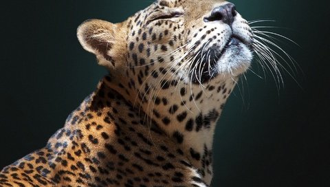 Обои морда, фон, ягуар, дикая кошка, face, background, jaguar, wild cat разрешение 2048x1536 Загрузить
