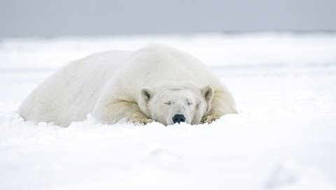Обои морда, снег, зима, медведь, сон, лежит, спит, белый медведь, face, snow, winter, bear, sleep, lies, sleeping, polar bear разрешение 2560x1440 Загрузить