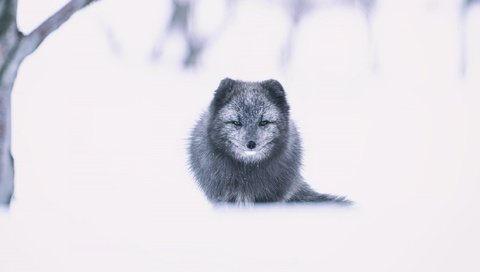Обои морда, снег, зима, взгляд, песец, face, snow, winter, look, fox разрешение 2560x1440 Загрузить