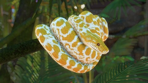 Обои природа, желтый, рендеринг, змея, питон, боке, nature, yellow, rendering, snake, python, bokeh разрешение 3840x2160 Загрузить