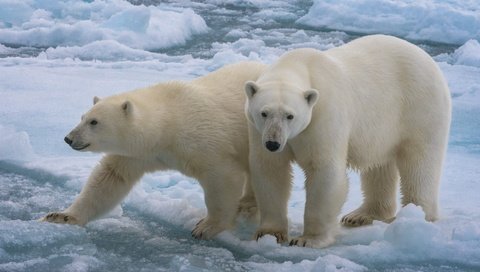Обои снег, белые медведи, зима, взгляд, лёд, водоем, льдины, медведи, белый медведь, морды, muzzle, snow, polar bears, winter, look, ice, pond, bears, polar bear разрешение 2000x1250 Загрузить