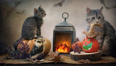 Обои сова, тыквы, листья, детеныш, животные, мешковина, кот, светлана ковалёва, котенок, фонарь, ткань, хэллоуин, owl, pumpkin, leaves, cub, animals, burlap, cat, kitty, lantern, fabric, halloween разрешение 2944x1998 Загрузить