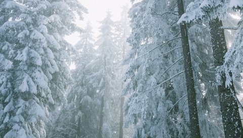 Обои свет, дымка, снег, в снегу, природа, заснеженный, лес, зима, туман, ветки, ели, light, haze, snow, in the snow, nature, snowy, forest, winter, fog, branches, ate разрешение 2880x1620 Загрузить