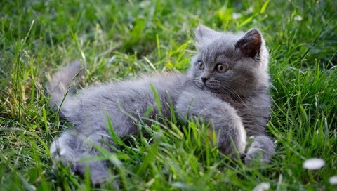Обои трава, кошка, взгляд, котенок, лежит, мордашка, британский, grass, cat, look, kitty, lies, face, british разрешение 2000x1325 Загрузить