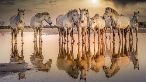 Обои вода, природа, кони, water, nature, horses разрешение 3840x2160 Загрузить