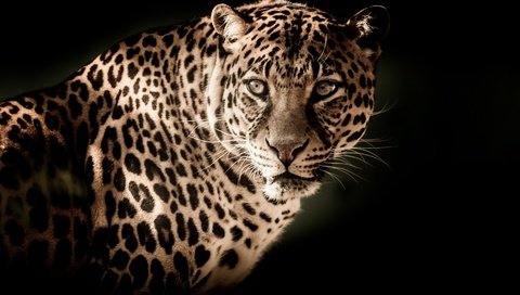 Обои морда, взгляд, леопард, хищник, большая кошка, черный фон, face, look, leopard, predator, big cat, black background разрешение 4288x2848 Загрузить