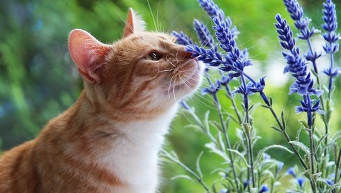 Обои морда, аромат, цветы, нюхает, природа, запах, кот, лаванда, лето, кошка, взгляд, рыжий, red, face, aroma, flowers, sniffing, nature, the smell, cat, lavender, summer, look разрешение 2560x1440 Загрузить
