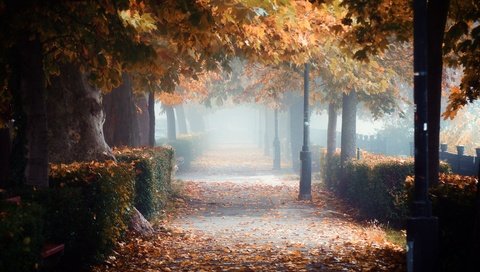 Обои листопад, венгрия, falling leaves, hungary разрешение 5472x3648 Загрузить