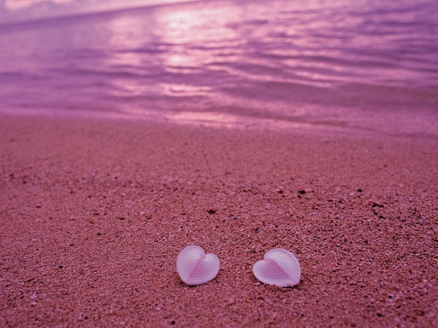 Обои берег, песок, пляж, сердце, ракушки, любовь, розовый, shore, sand, beach, heart, shell, love, pink разрешение 2560x1600 Загрузить