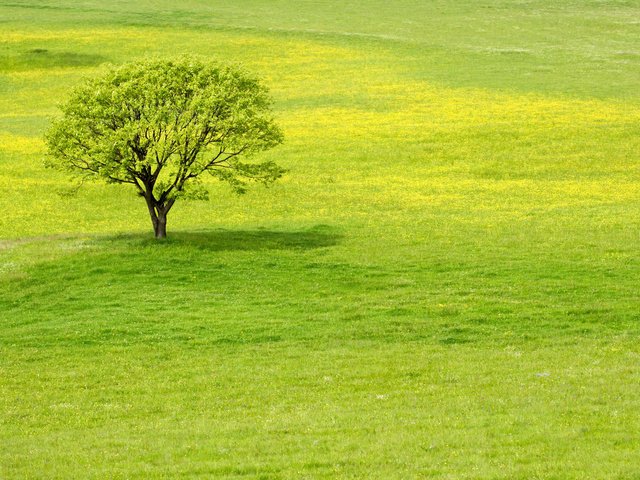 Обои трава, дерево, зелень, grass, tree, greens разрешение 2560x1600 Загрузить
