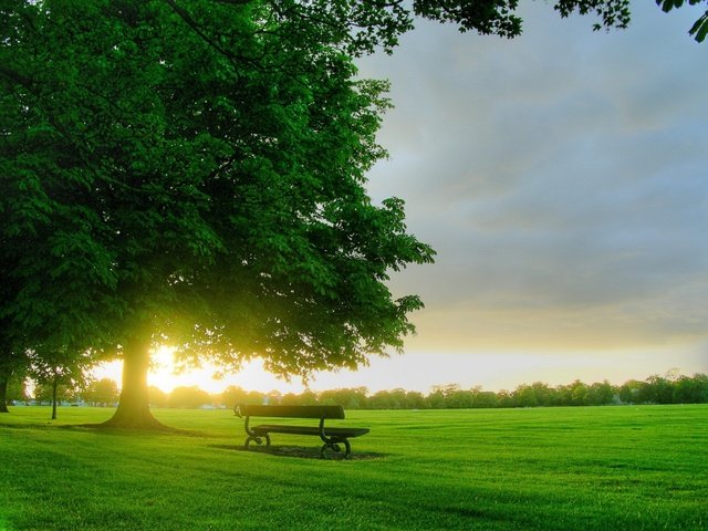 Обои дерево, утро, скамейка, tree, morning, bench разрешение 1920x1440 Загрузить