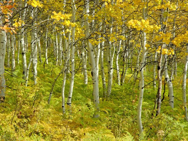 Обои деревья, березы, осень, красота, роща, trees, birch, autumn, beauty, grove разрешение 4288x2848 Загрузить