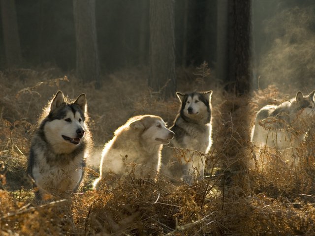Обои солнце, лес, хаски, собаки, аляскинский маламут, the sun, forest, husky, dogs, alaskan malamute разрешение 3888x2592 Загрузить