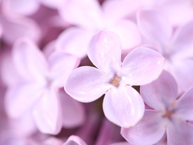 Обои цветы, лепестки, весна, сирень, фиолетовое, flowers, petals, spring, lilac, purple разрешение 4368x2912 Загрузить