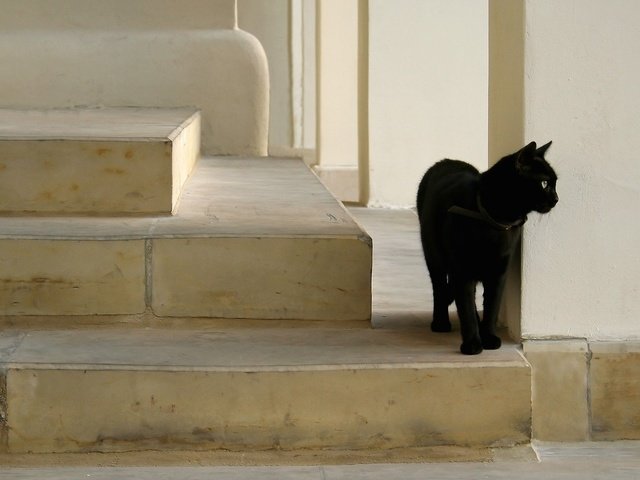 Обои кот, на леснице, блака, cat, on the stairs, black разрешение 1920x1080 Загрузить