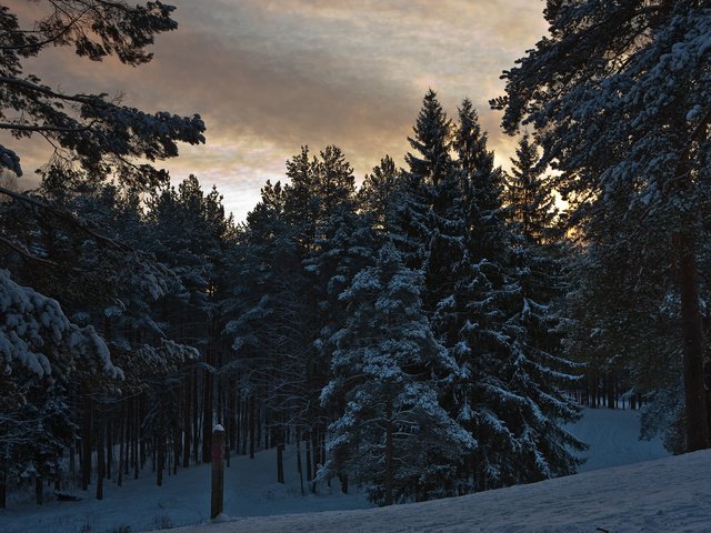 Обои деревья, лес, зима, trees, forest, winter разрешение 1920x1280 Загрузить