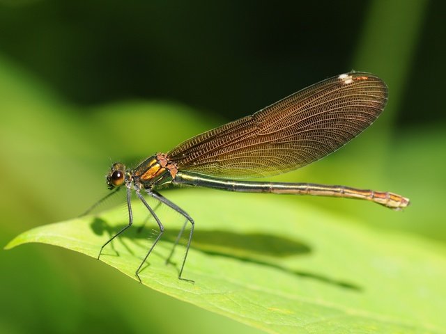 Обои зелёный, лист, насекомые, стрекоза, green, sheet, insects, dragonfly разрешение 4288x2848 Загрузить