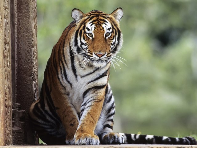 Обои тигр, животные, кошки, tiger, animals, cats разрешение 1920x1080 Загрузить